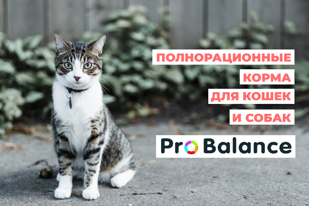 Полнорационные корма Probalance для кошек и собак