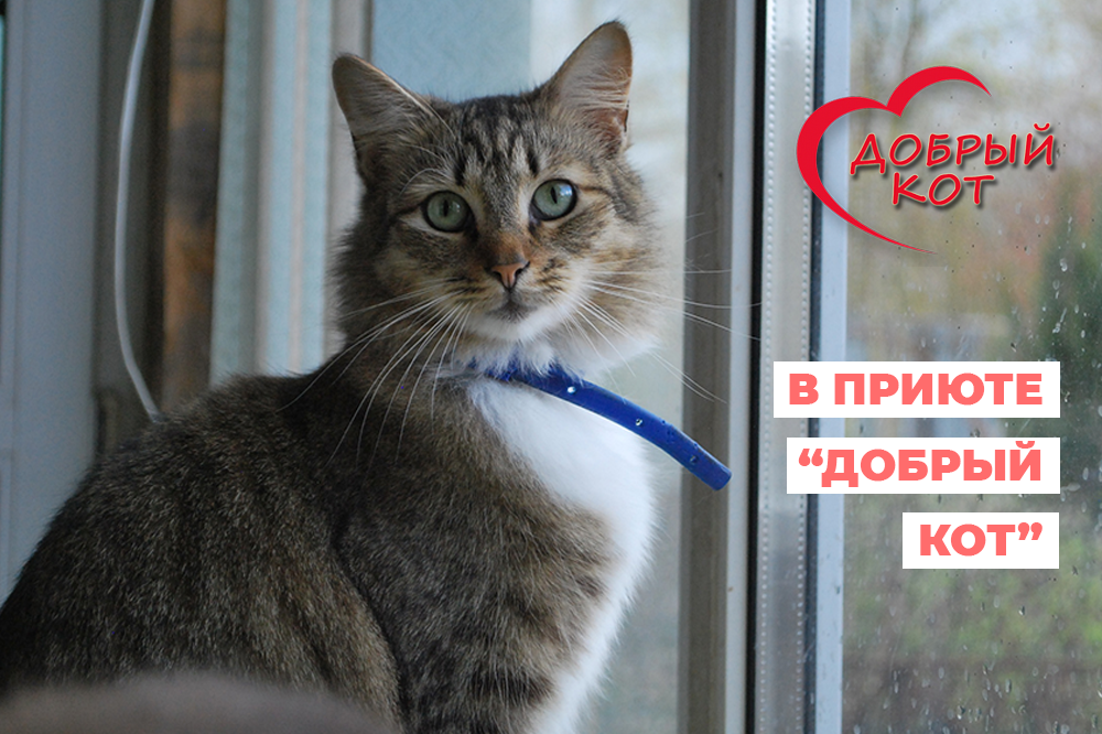 В гостях в приюте "Добрый кот"