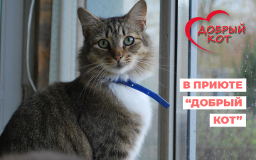 В гостях в приюте "Добрый кот"