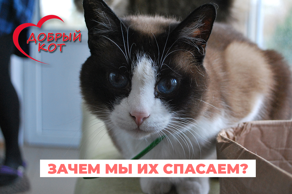 История приюта "Добрый кот"
