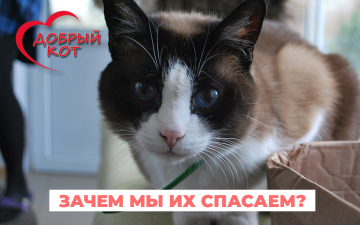 История приюта "Добрый кот"