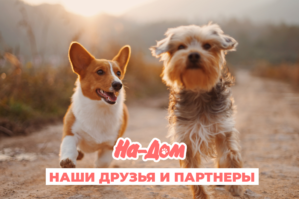Наши друзья и партнеры