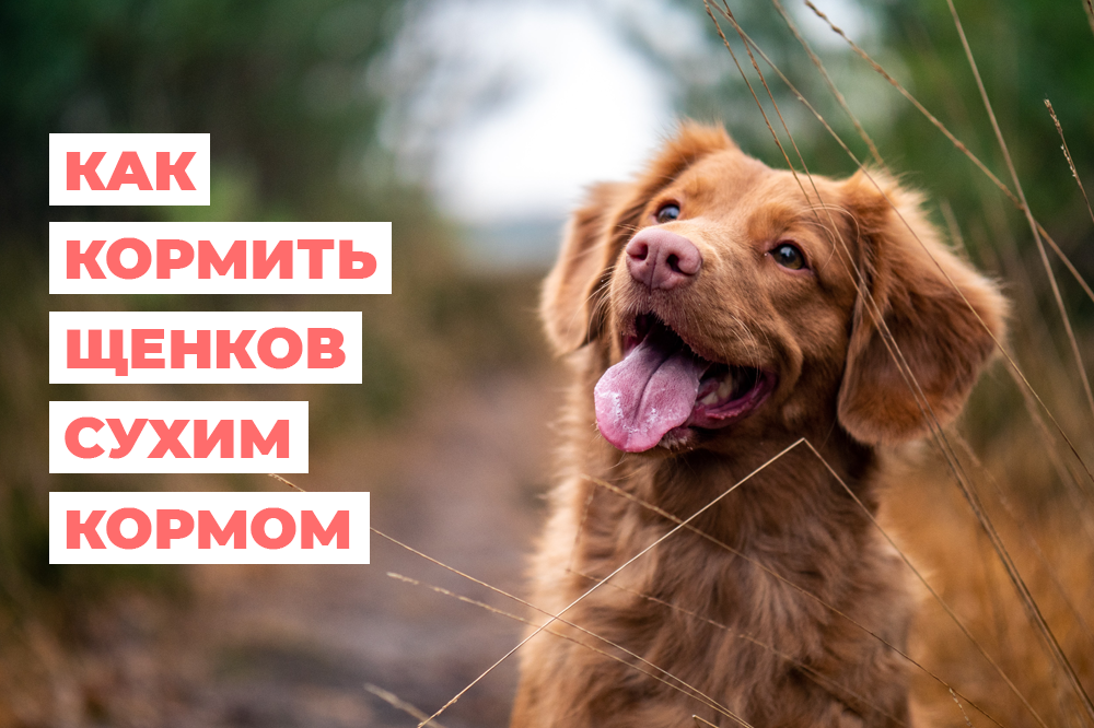 Как кормить щенков сухим кормом