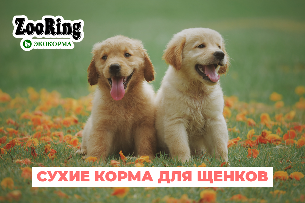 Корм для щенков от компании “Зооринг” 