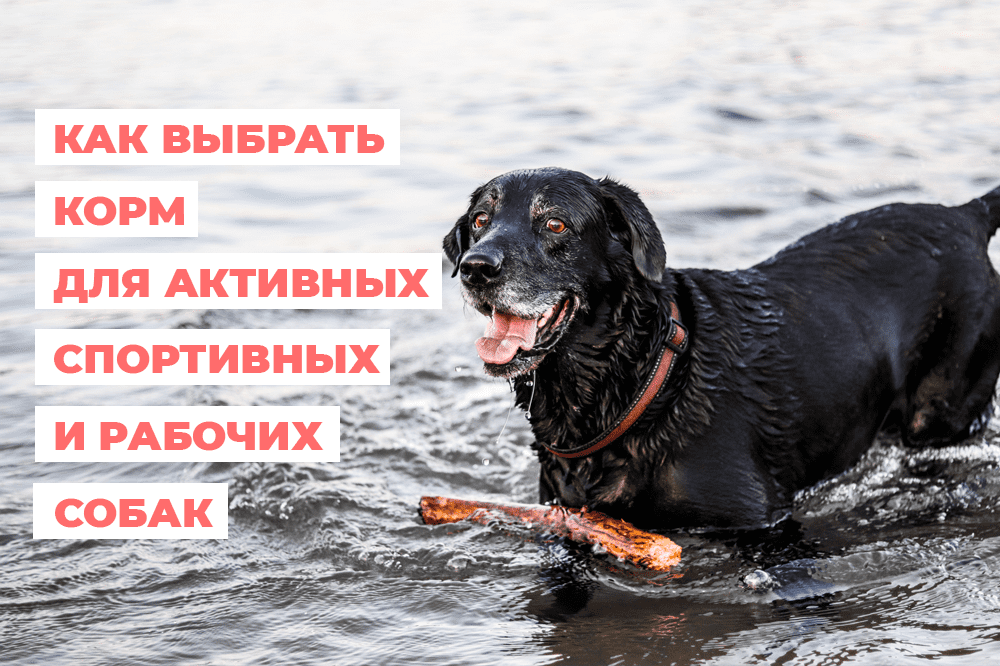 Как выбрать корм для активных, спортивных и рабочих собак