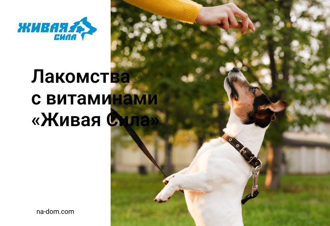 Витаминизированные лакомства «ЖИВАЯ СИЛА»