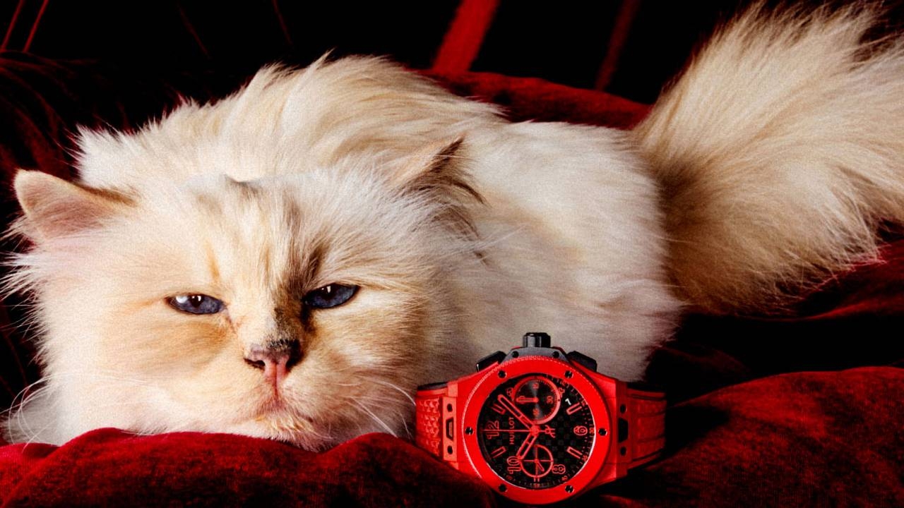 Шупетт: кошка, покорившая мир моды и ставшая наследницей Карла Лагерфельда