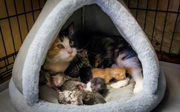 Пополнение в Эрмитаже: кошка Графиня родила шестерых котят
