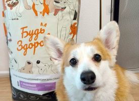 Bud Zdorov Dog Food5