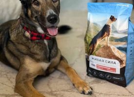 Zhivaya Sila Dog Food10