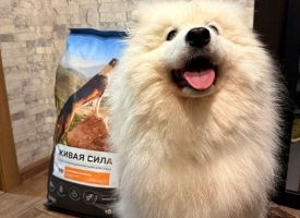Zhivaya Sila Dog Food12