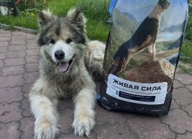 Zhivaya Sila Dog Food3