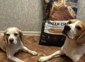 Zhivaya Sila Dog Food88