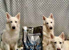 Zhivayasila Dog Food