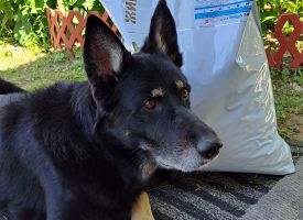 Zhivayasila Dog Food11